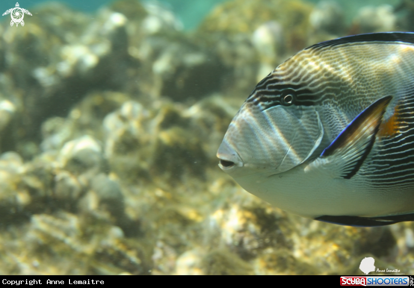 A Acanthuridae