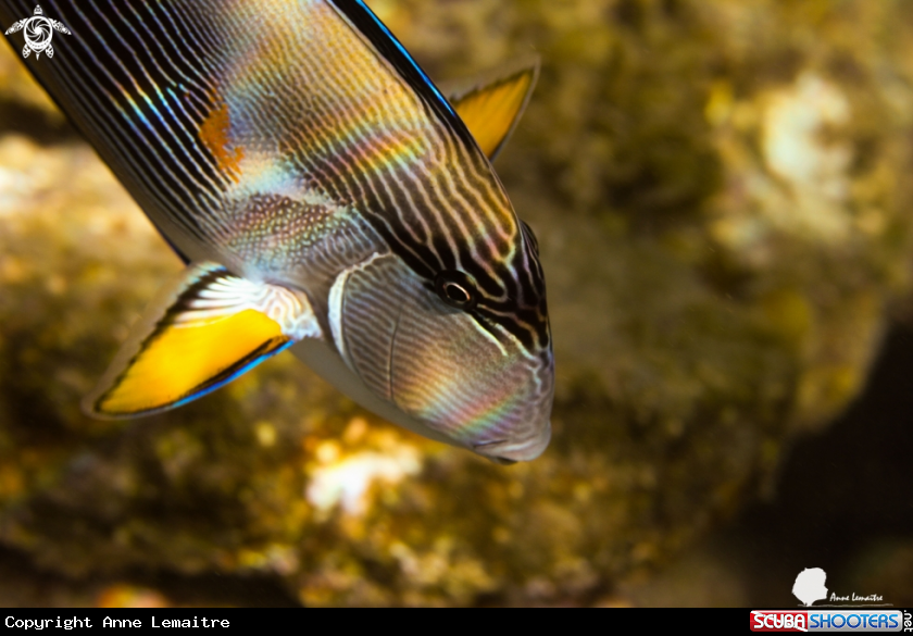 A Acanthuridae
