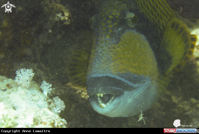 A Balistidae