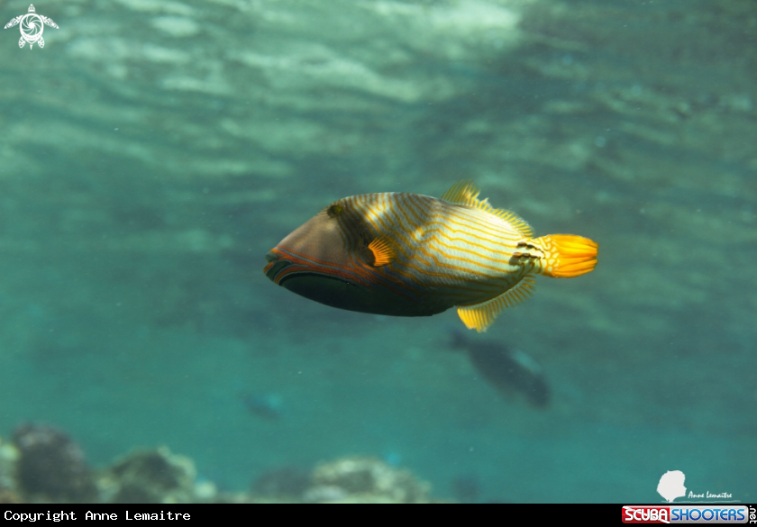A Balistidae