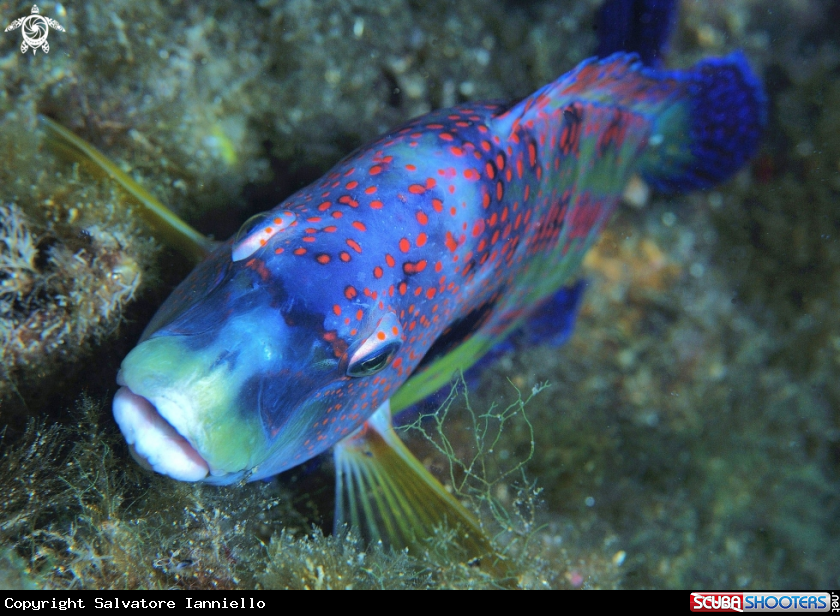 A underwater creature