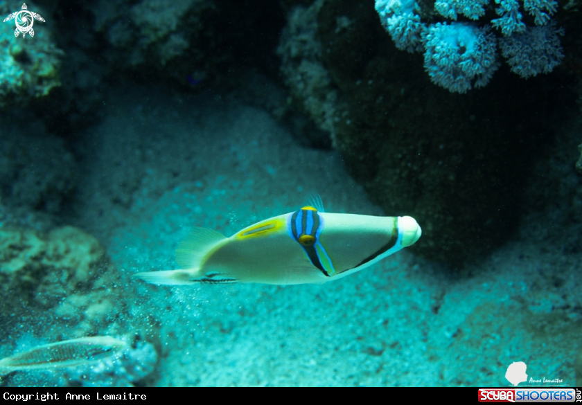 A Balistidae