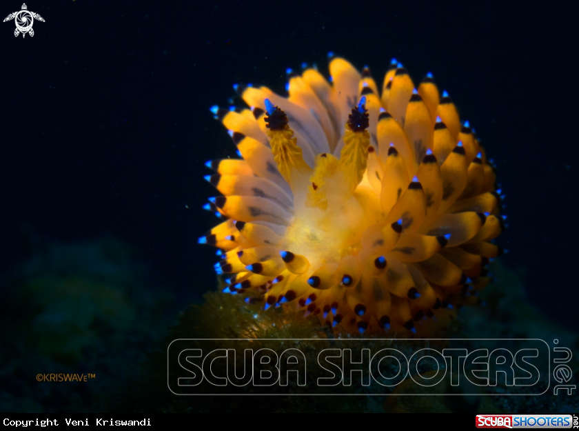 A Nudibranch