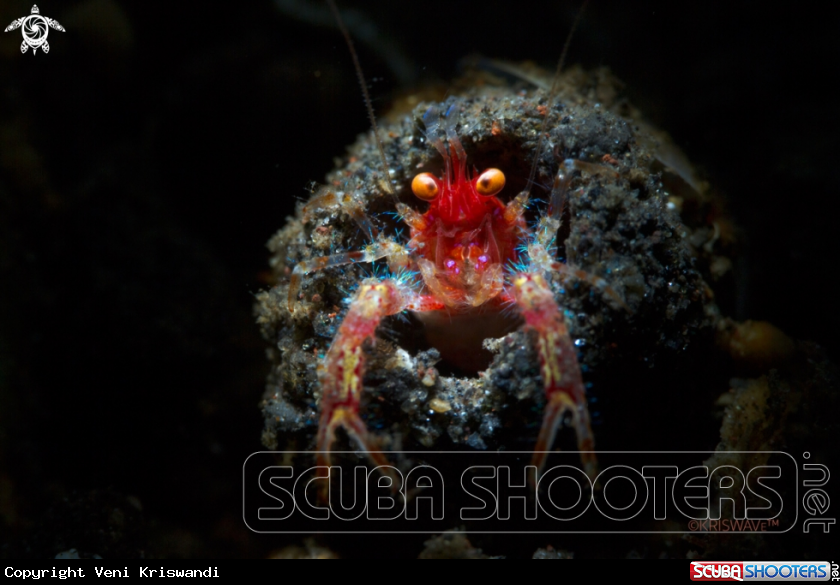A crab
