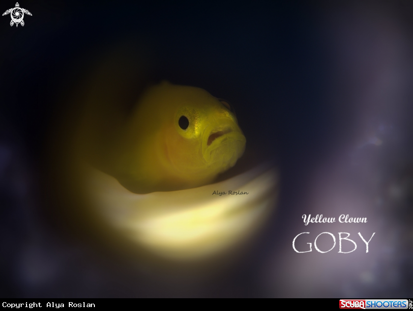 A Yellow Clown Goby