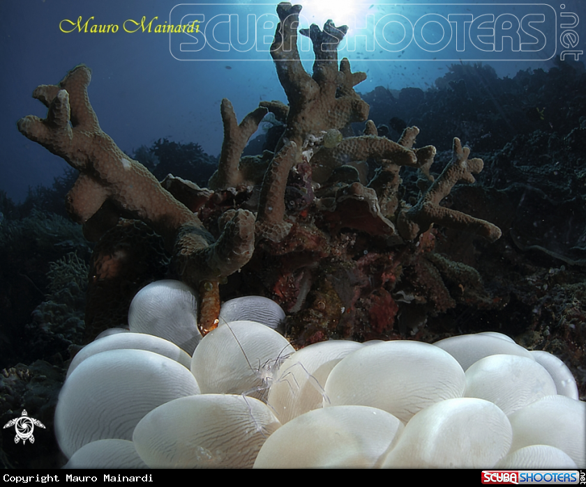 A Bubble coral shrimp