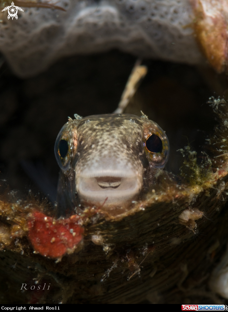 A Blenny