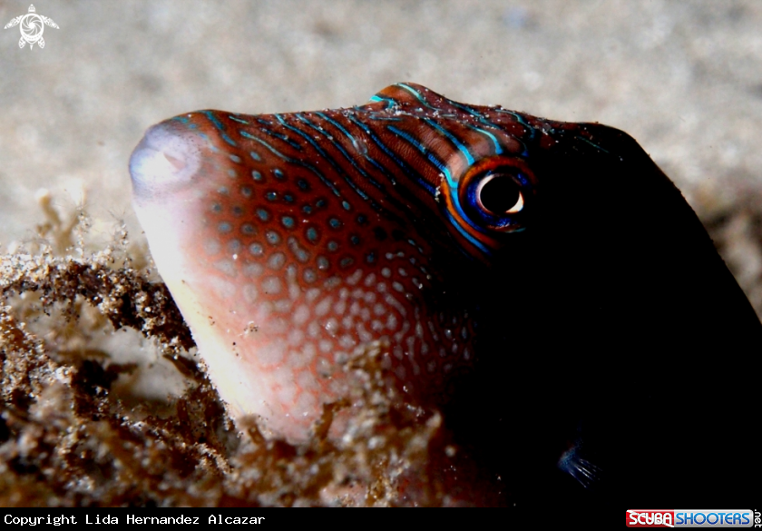 A underwater creature