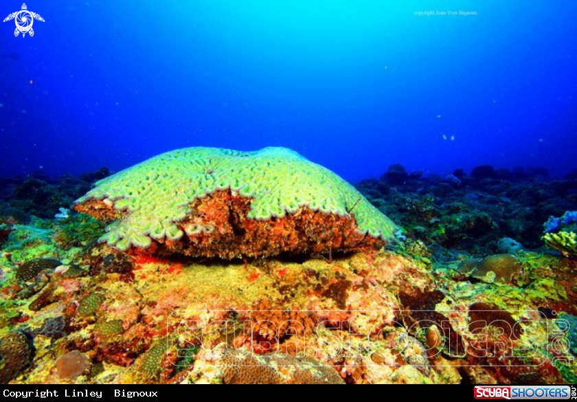 A Forming brain coral