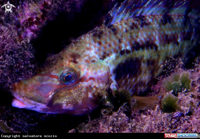 A underwater creature
