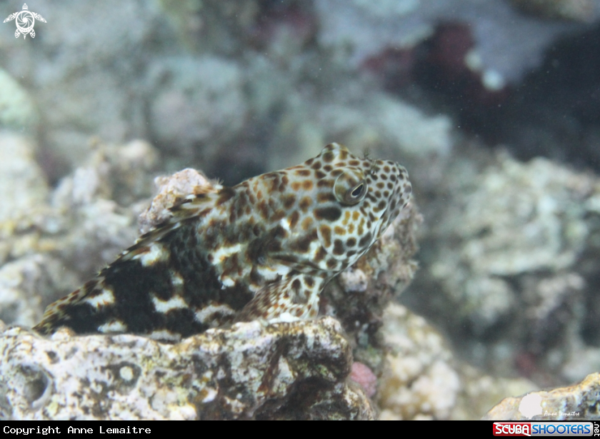 A Gobiidae