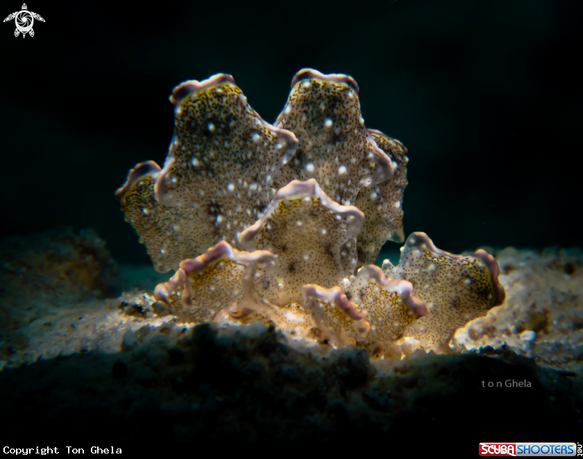 A Nudibranch