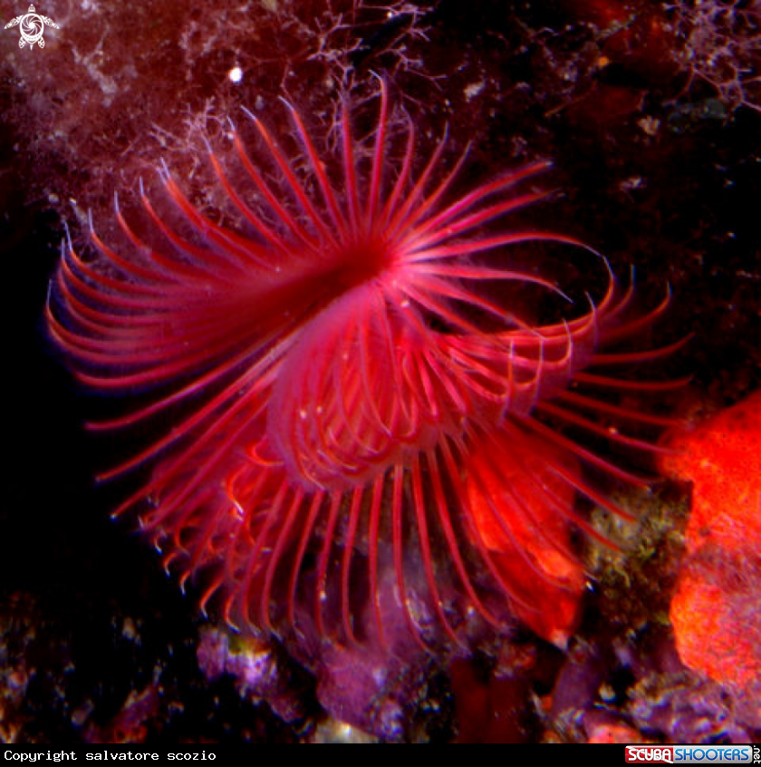 A underwater creature