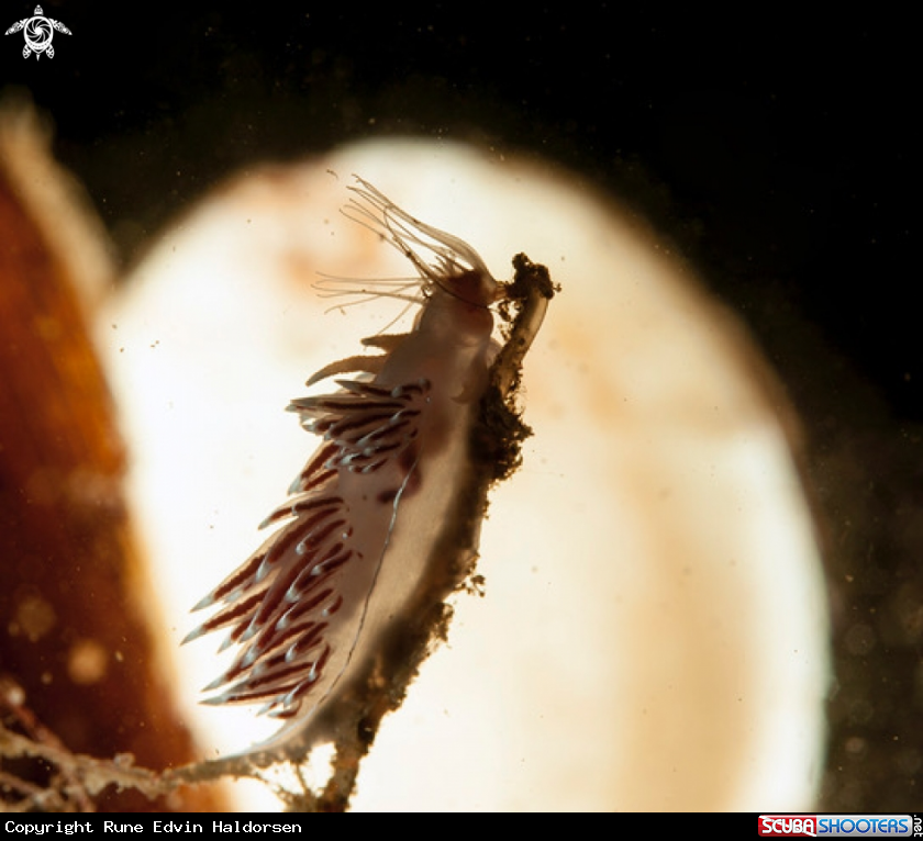 A Flabellina lineata