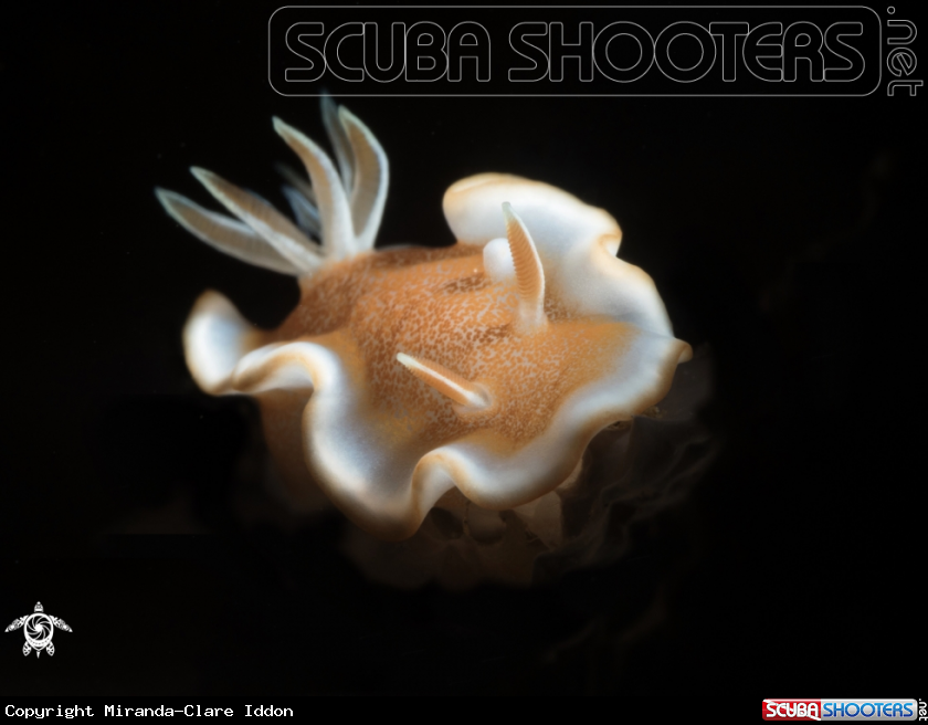 A Nudi Branch