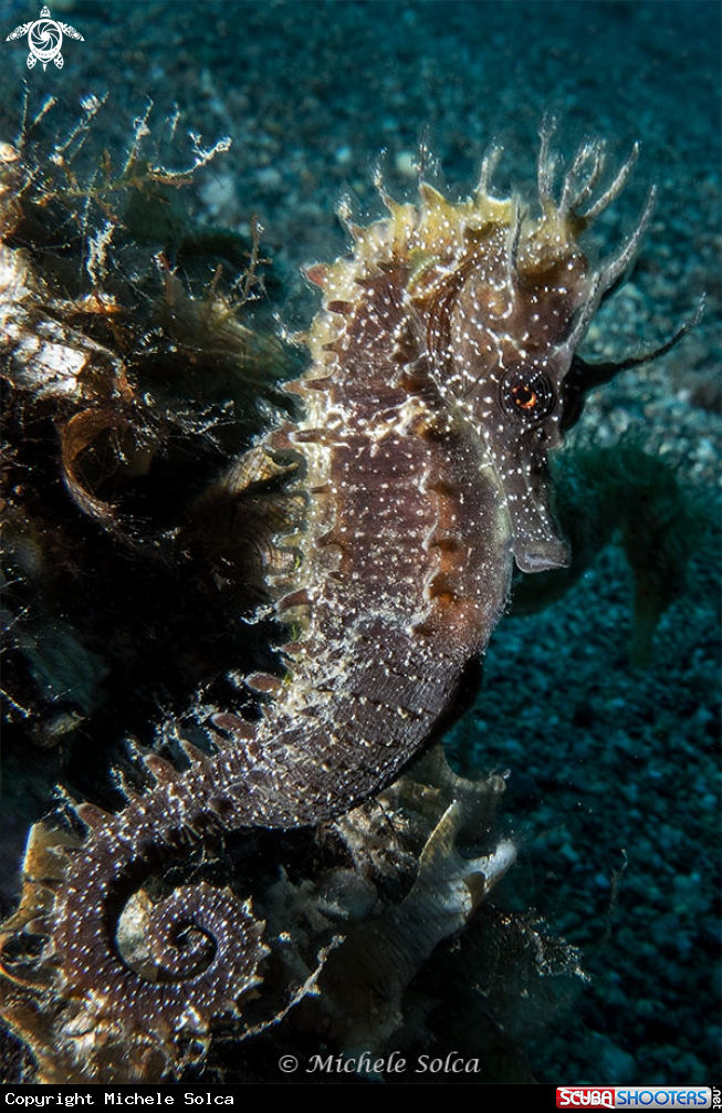 A Cavalluccio marino