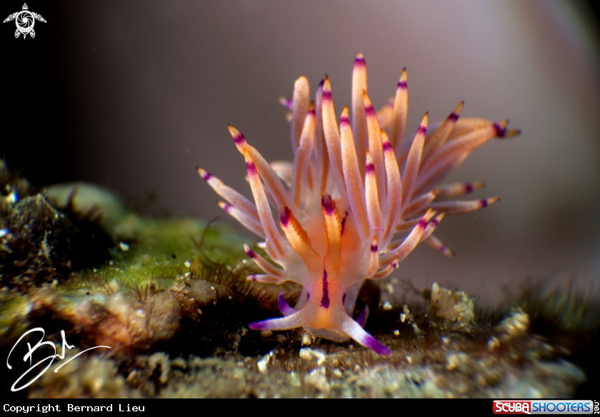 A Nudibranch 