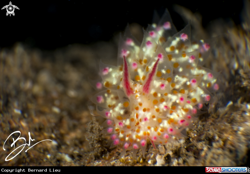 A Nudibranch 