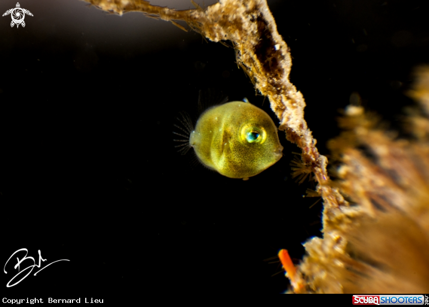 A Fish 