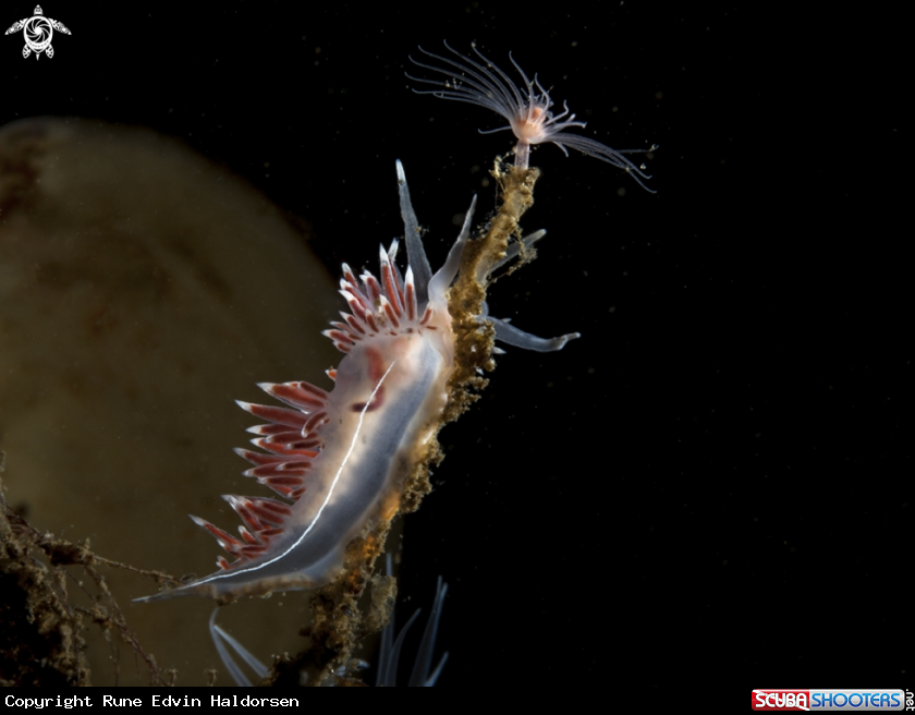 A Flabellina lineata
