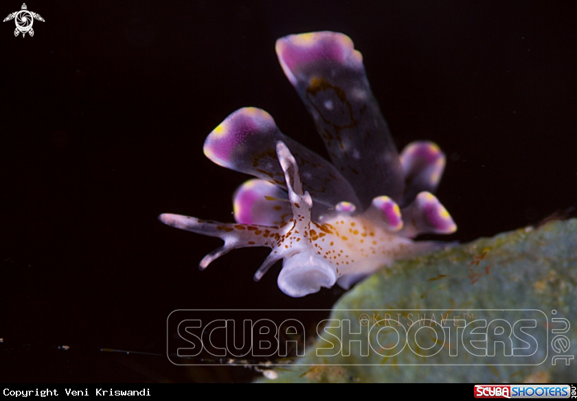 A Nudibranch