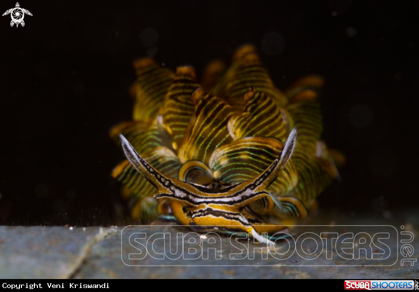 A Nudibranch