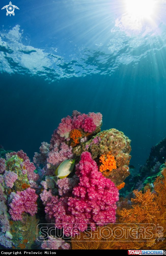 A Soft Corals