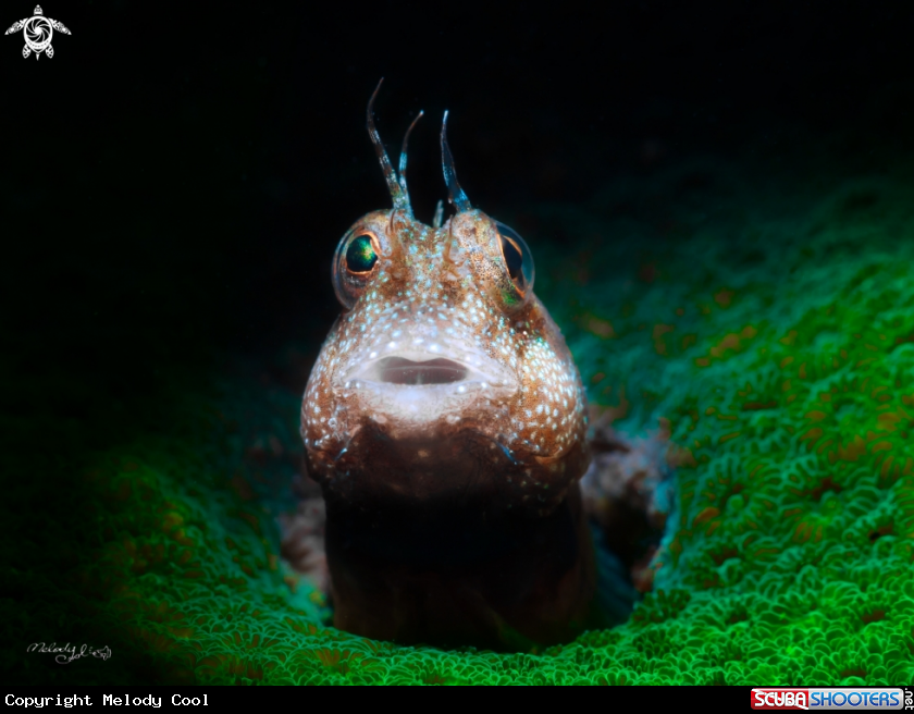 A Blenny Goby