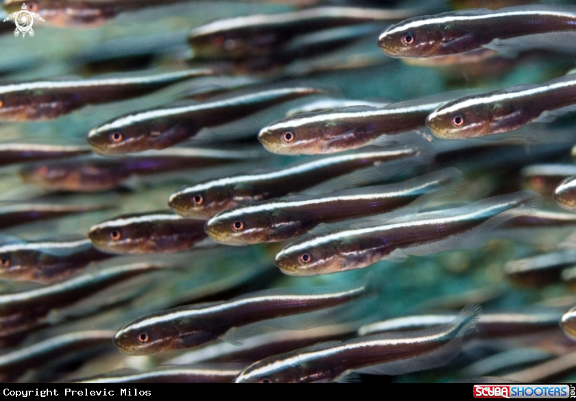 A Eeltail Catfish
