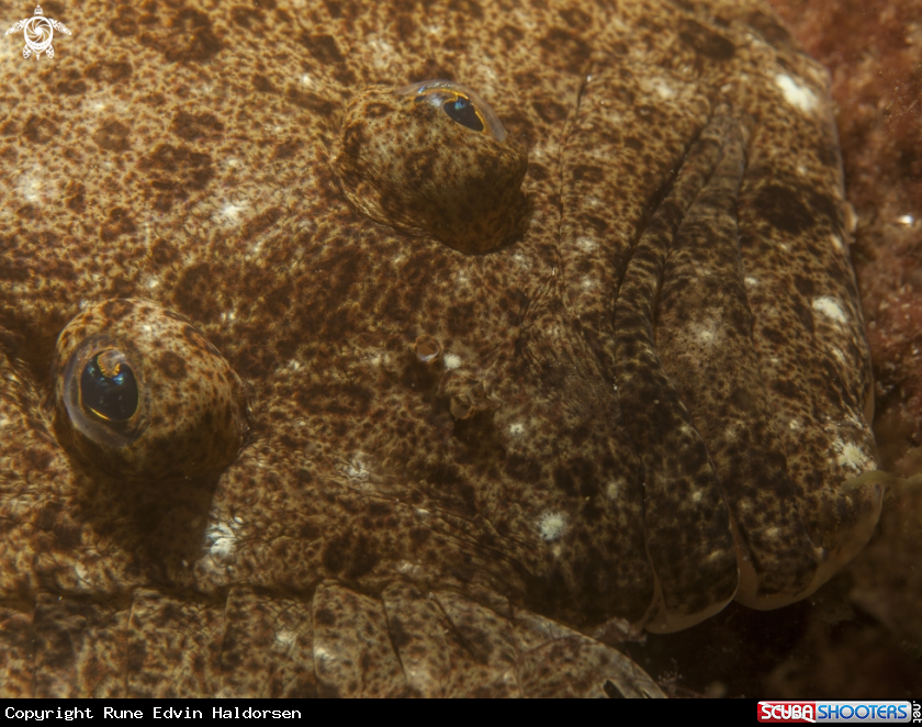 A Turbot