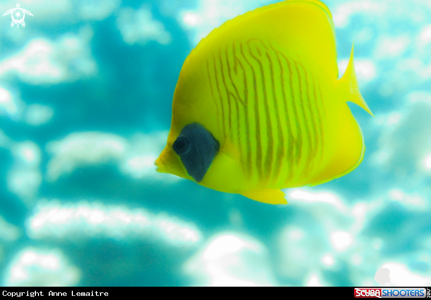 A Chaetodon