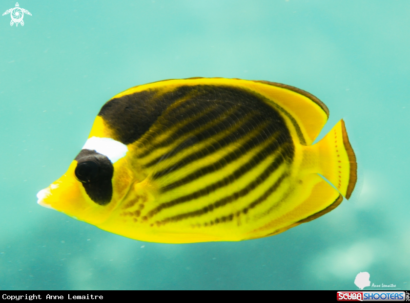 A Chaetodon