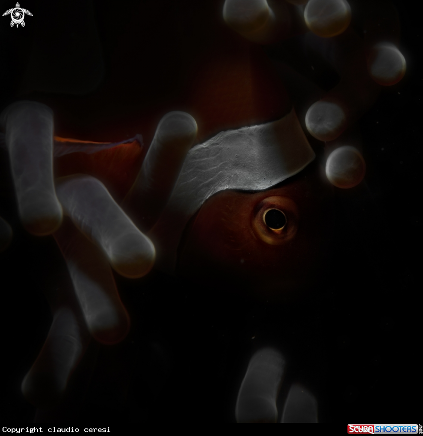 A clownfish in anemone