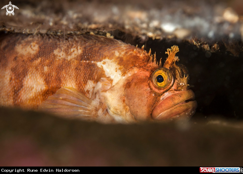 A Blenny