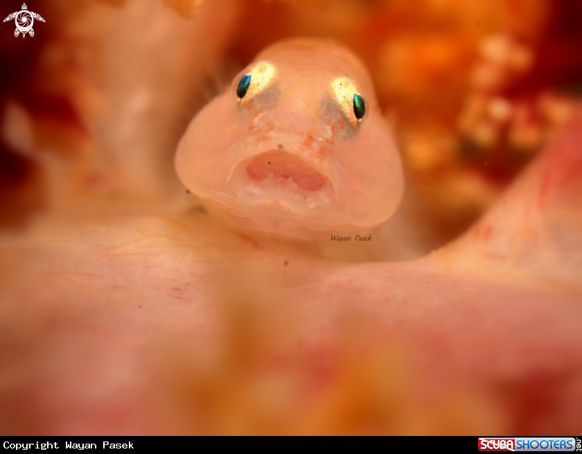 A GOBY