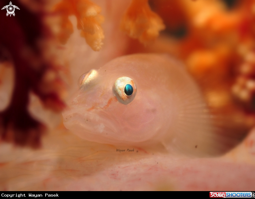 A GOBY