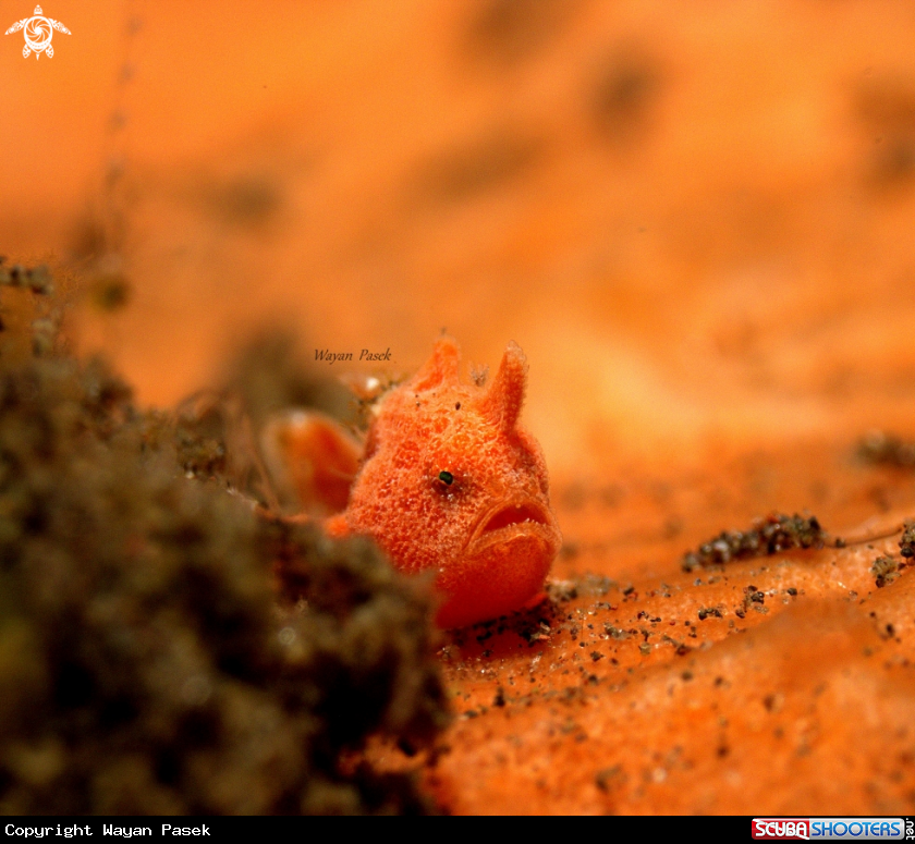 A Frog Fish