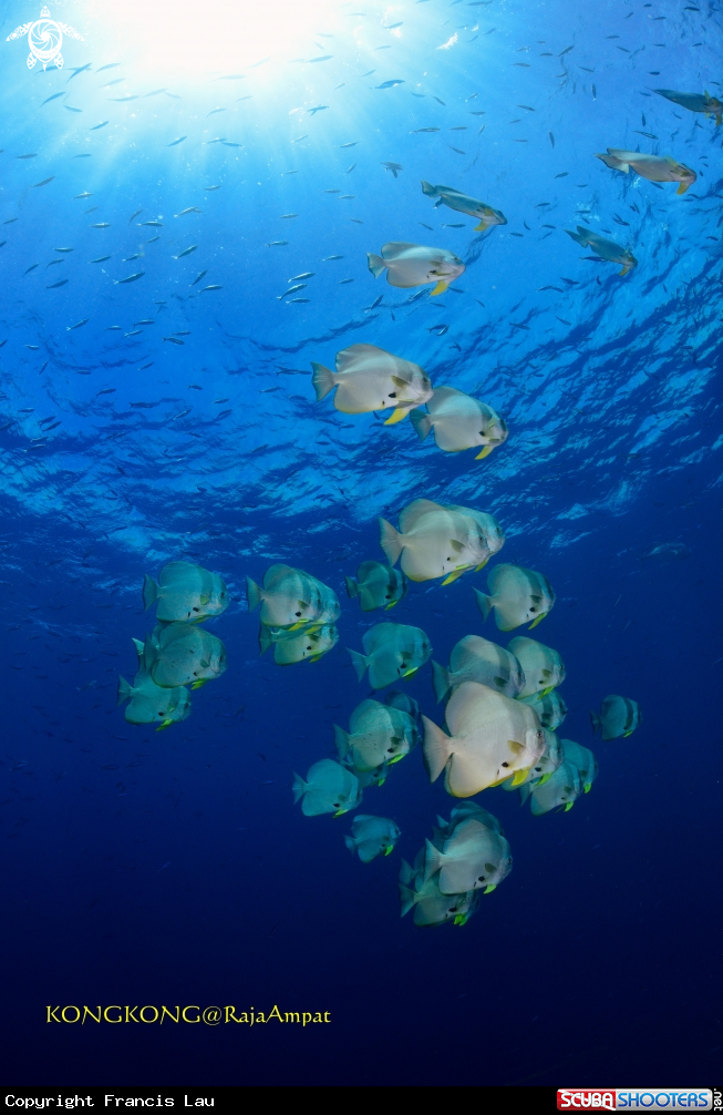 A BATFISH