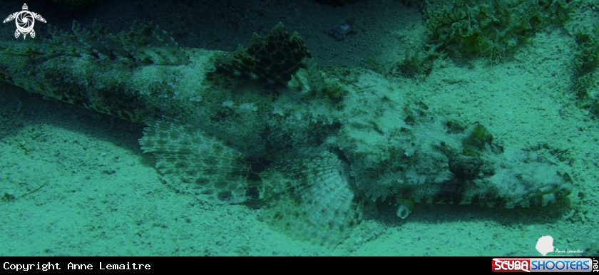 A Cociella Crocodila