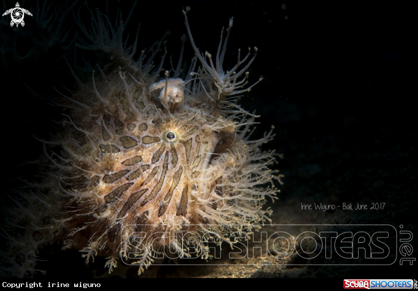 A hairy frogfish