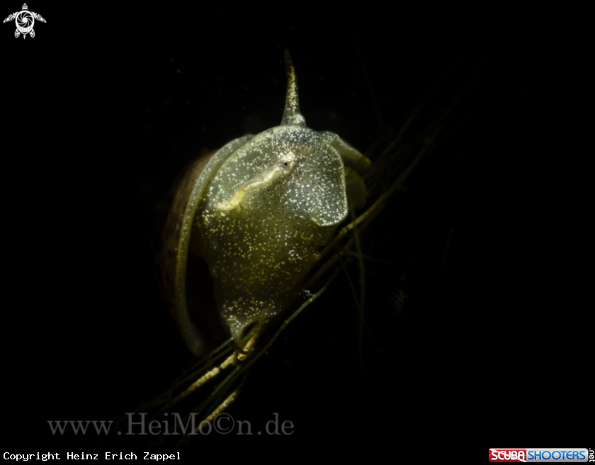 A Schlammschnecke (Lymnaeidae)