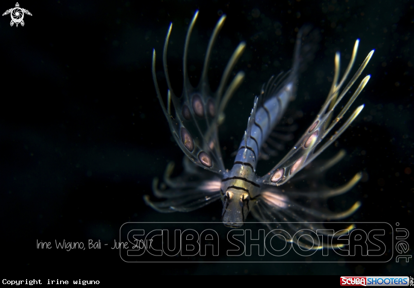 A juvenile lion fish