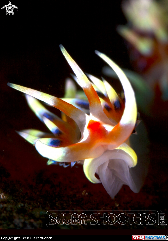 A Nudibranch