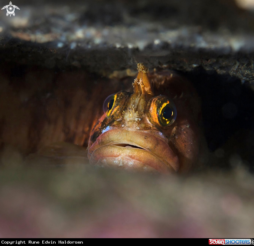 A Yarell's blenny