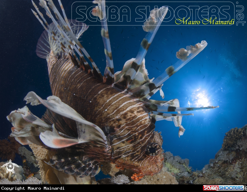 A Lionfish