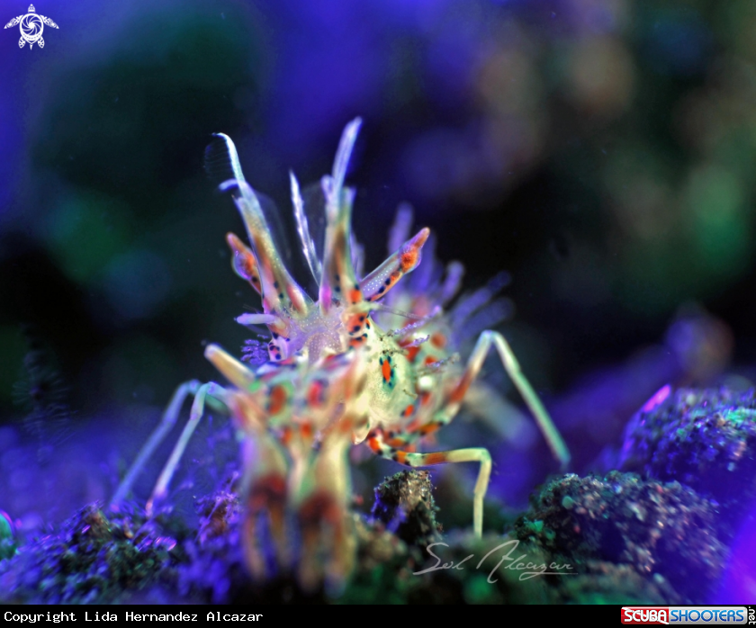 A Tiger Shrimp 