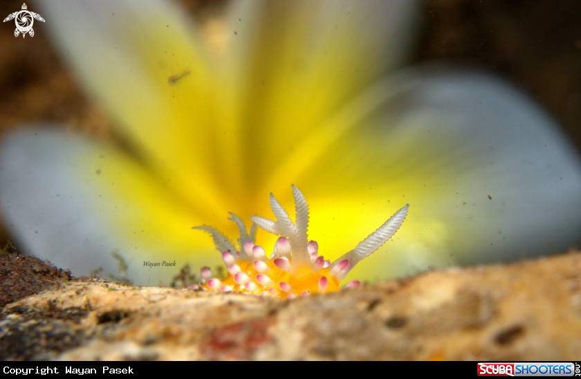 A Cadlinella ornatissima