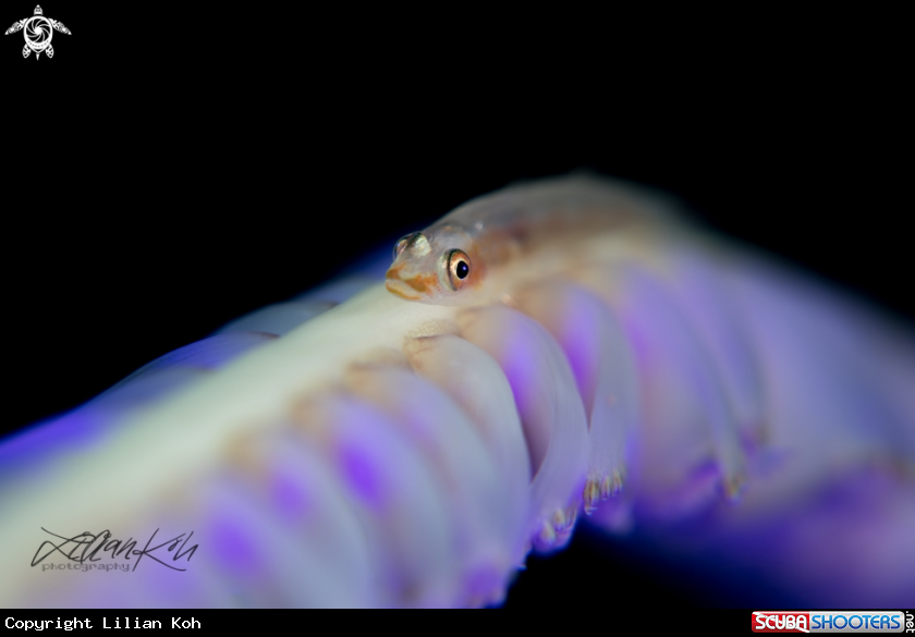 A Goby on sea pen