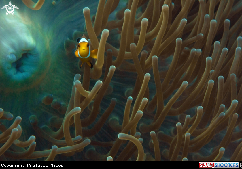 A Clownfish