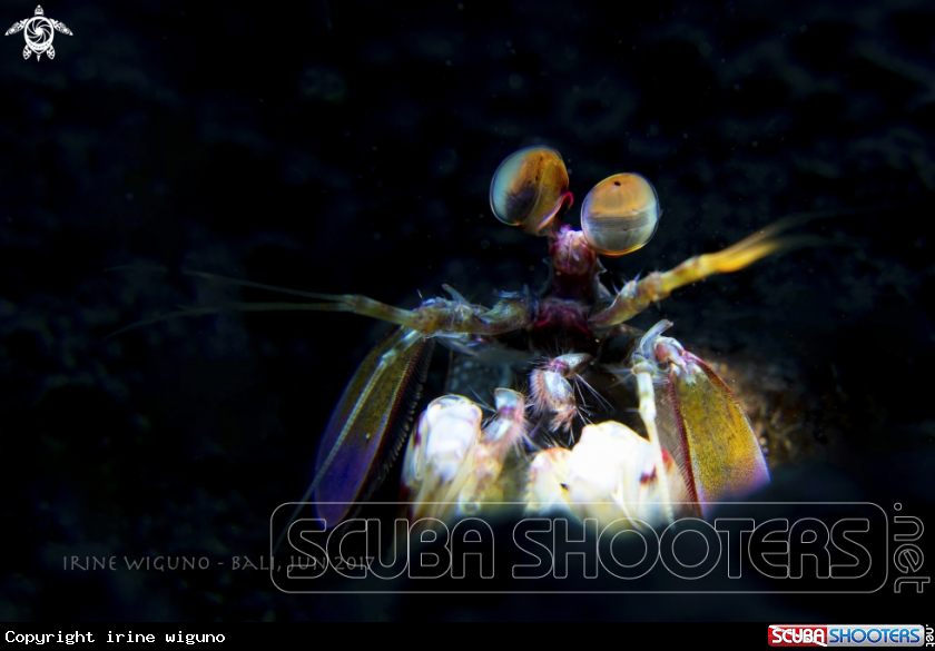 A peacock mantis shrimp